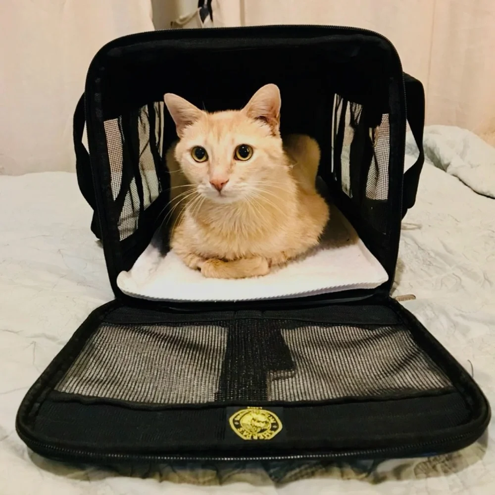 Black Pet Carrier for Dogs - Picture 4 of 14